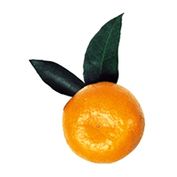 Mandarin Oranges  Made in Korea